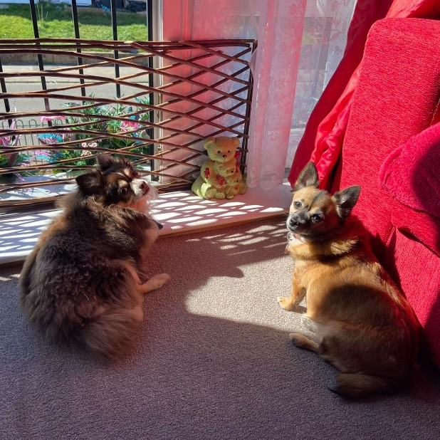 Two small dogs sitting in the sunshine inside a flat by a Juliette balcony.
