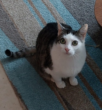 A white and tabby cat on a blue and grey stripey carpet.