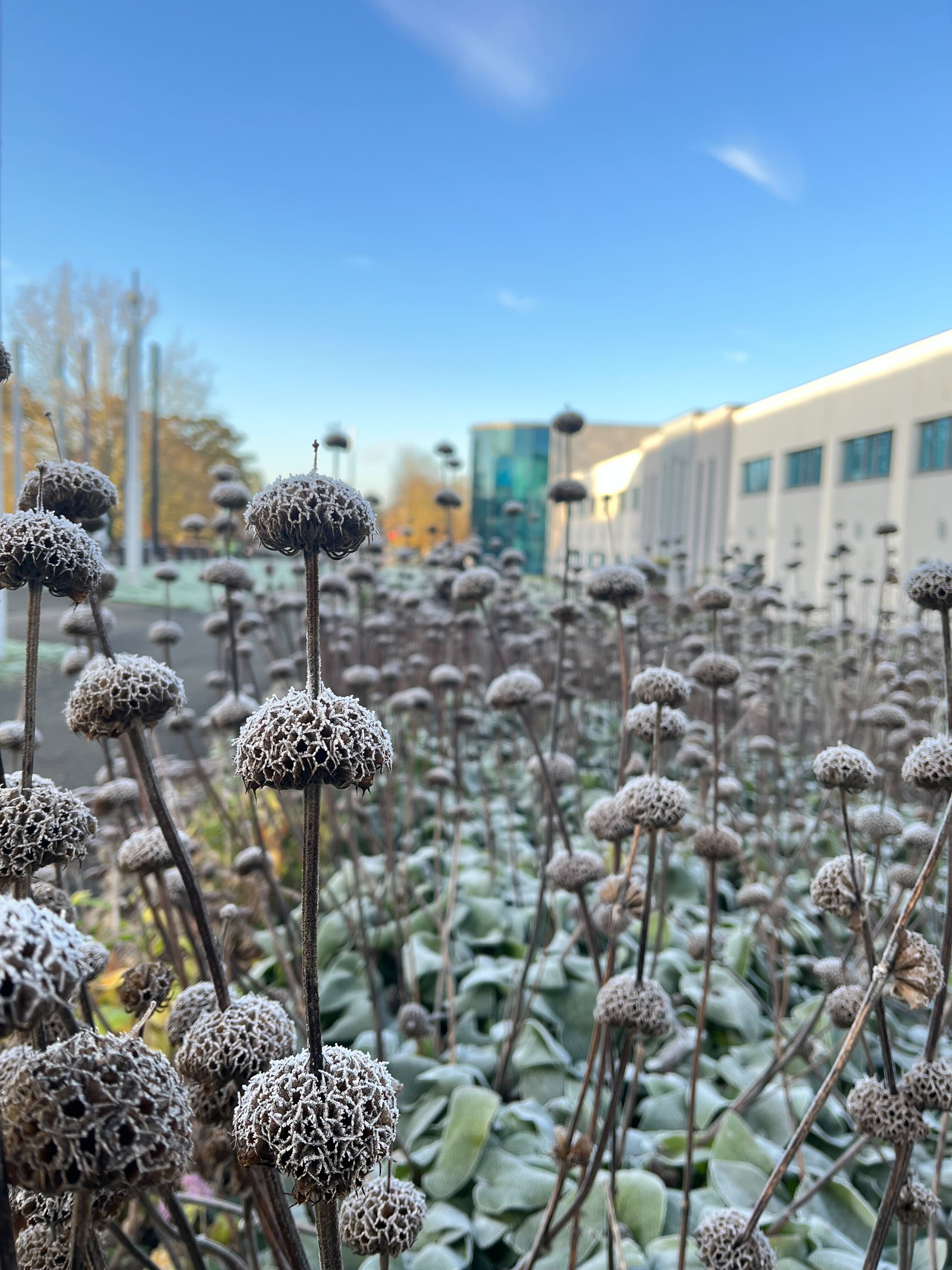 A winter scene from the OU campus.